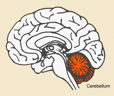 Original midline cross-section of the brain. The cerebellum is highlighted in orange at the lower rear, with its branching interior visible and a label reading Cerebellum.