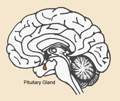 Original side-section brain diagram with a small orange pituitary gland beneath the brain, in front of the brainstem, labeled Pituitary Gland.