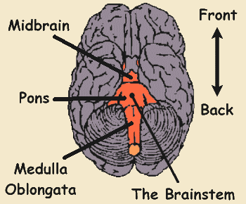 Original underside view of the brain. The brainstem is highlighted in orange, with labels for the midbrain, pons and medulla oblongata. A front-to-back arrow indicates orientation.